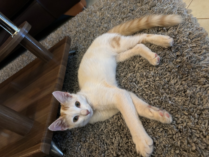 Chatons 3 mois à adopter