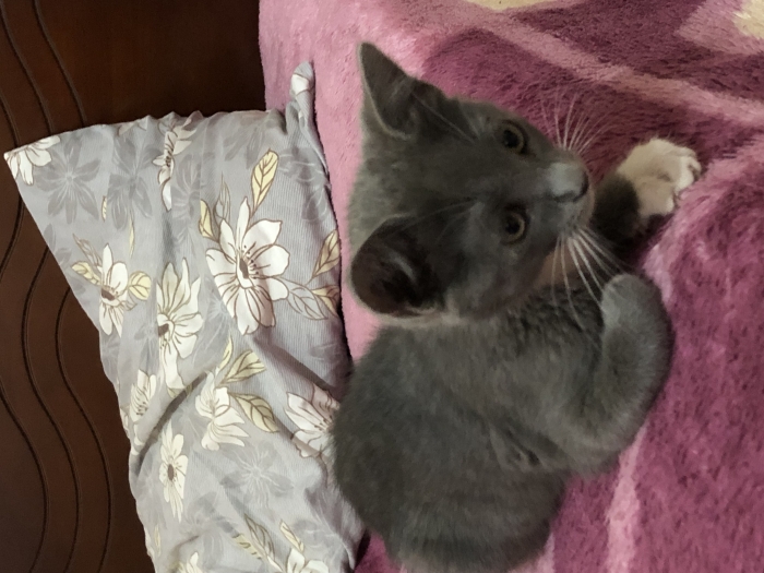 American shorthair et chat Gris