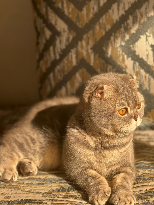 Scottish straight et fold