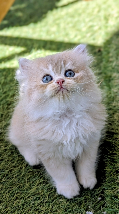 British Longhair cv11