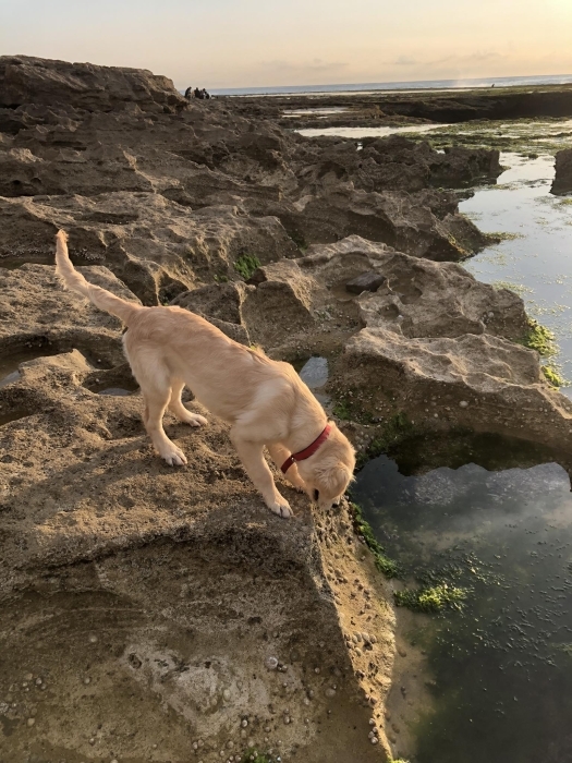 golden de 1ans a vendre a sale