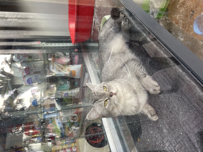 Femelle scotish silver