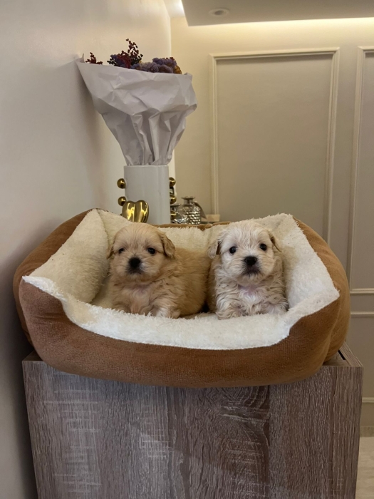 Bichon Havanais 🎊