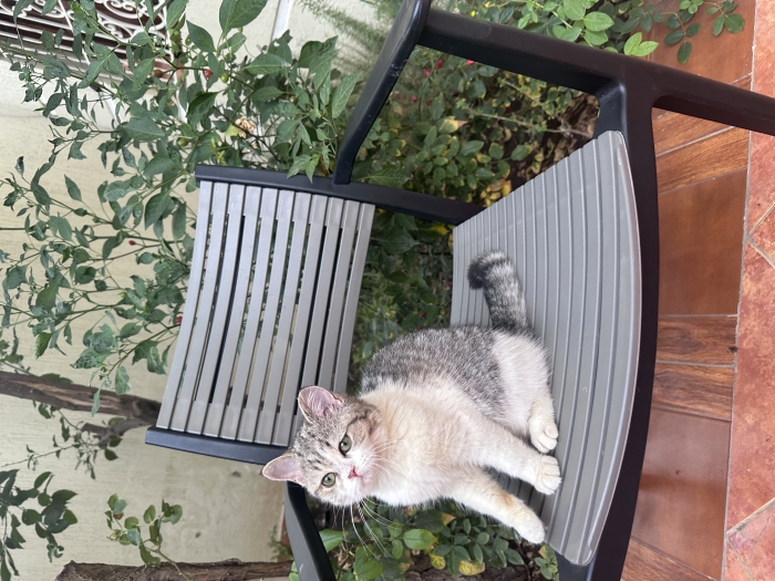 Petite femelle British