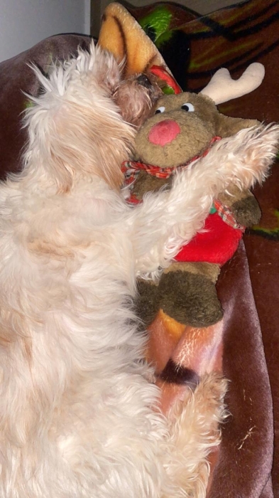 Caniche Bichon Maltais