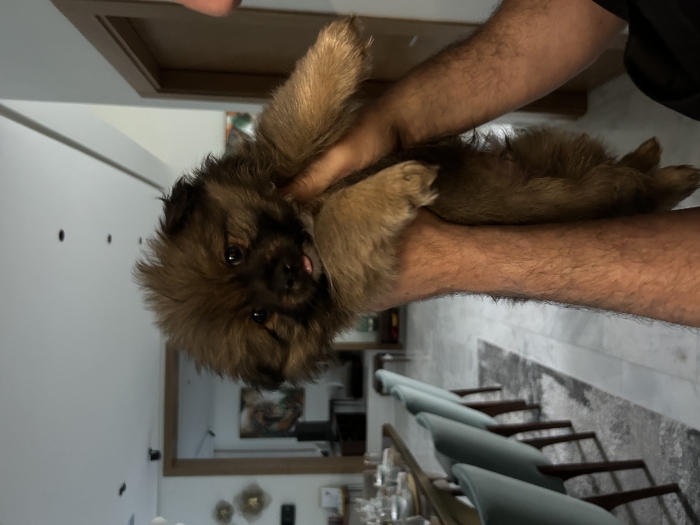 des petits chiots à vendre