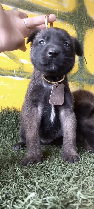 Chiot malinois charbonné