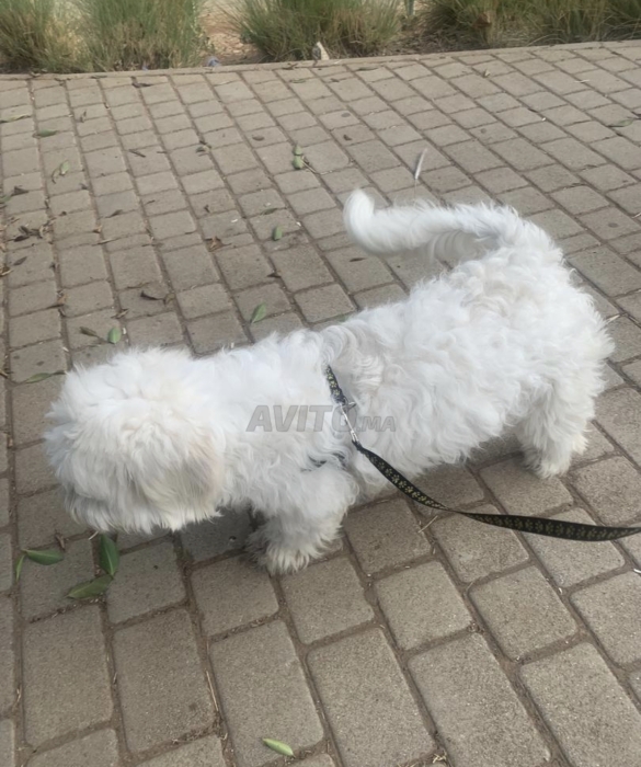 Bichon pour adoption