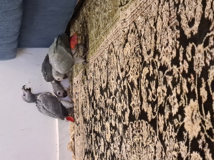 Bébé perroquet gris du gabon