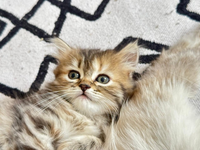 Persan ''Chaton d’amour''