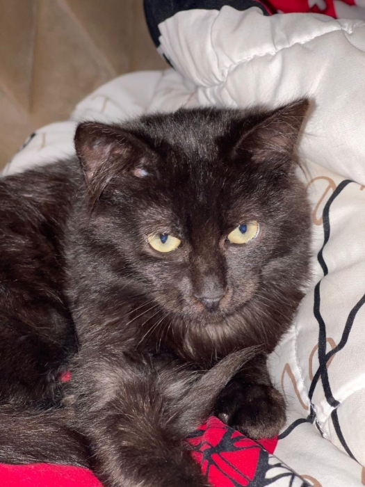 Chaton pour adoption