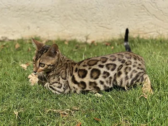 Chatons Bengal disposable