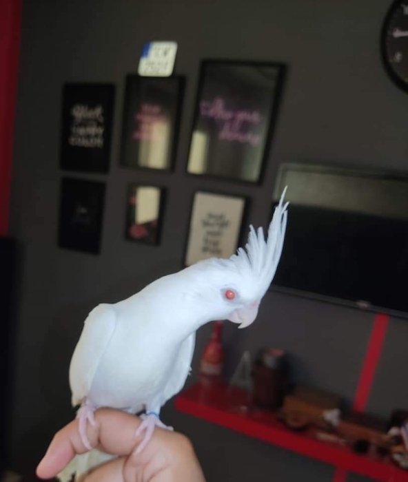 Disponible Calopsit mdrisi Casablanca