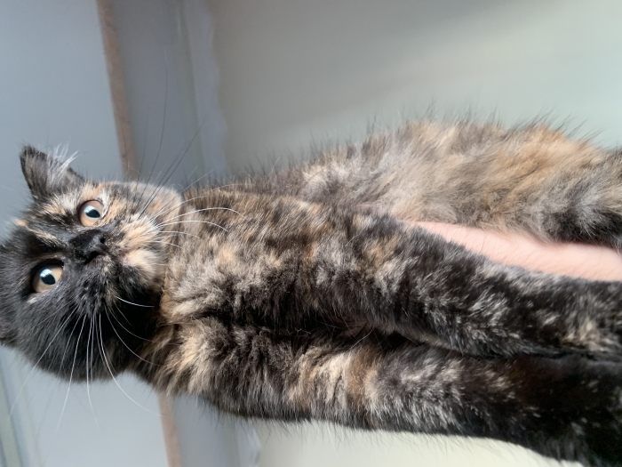 Chat British longhair