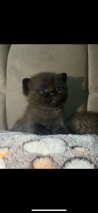 Scottish fold et British shorthair