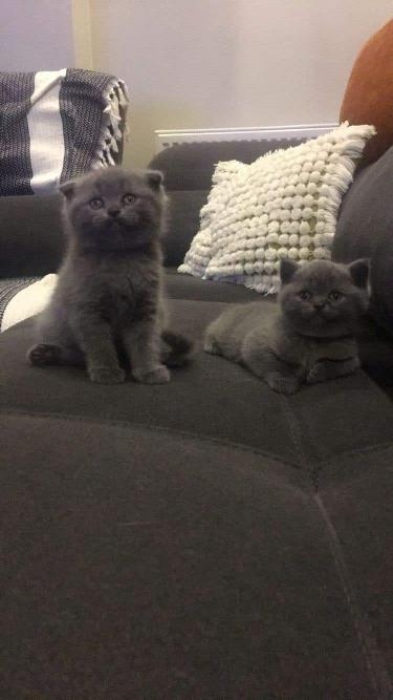 Scottish fold femelle