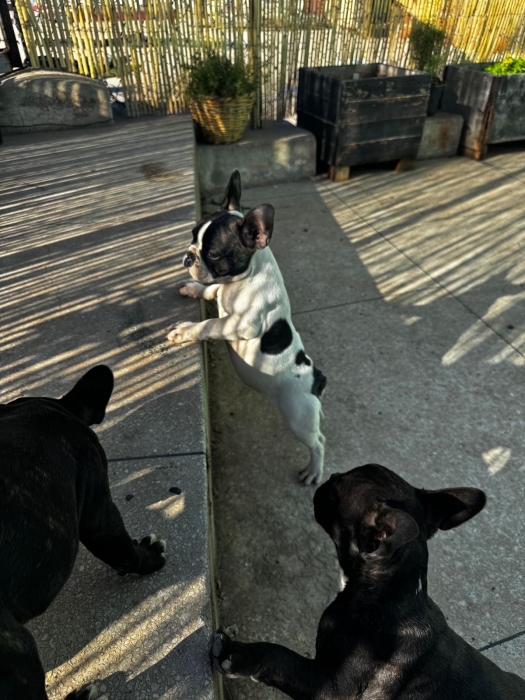 Bouledogue Français à vendre – Casablanca 🐶