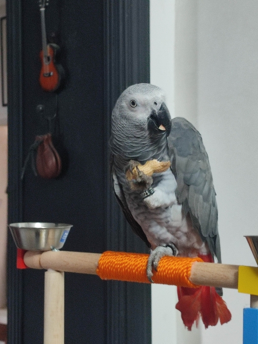 Perroquet gris du Gabon