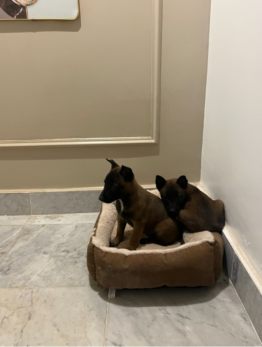 Berger Belge Malinois