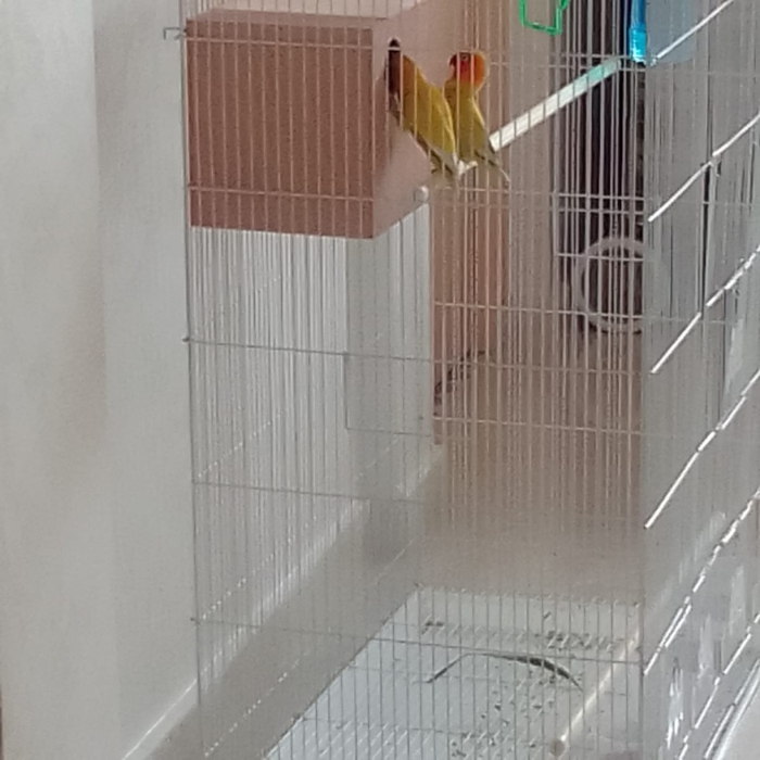 Inséparable de Fischer