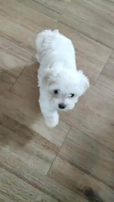 Bichon maltais Toy