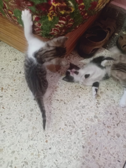 Petits chats pour adoption gratuite - après le tremblement de terre au Maroc