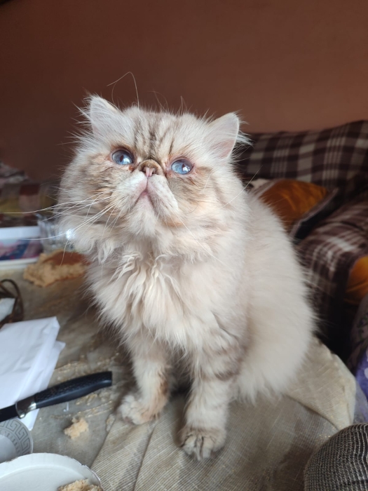 Male persan race pur