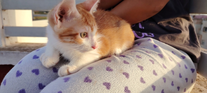 Chat mâle pour adoption