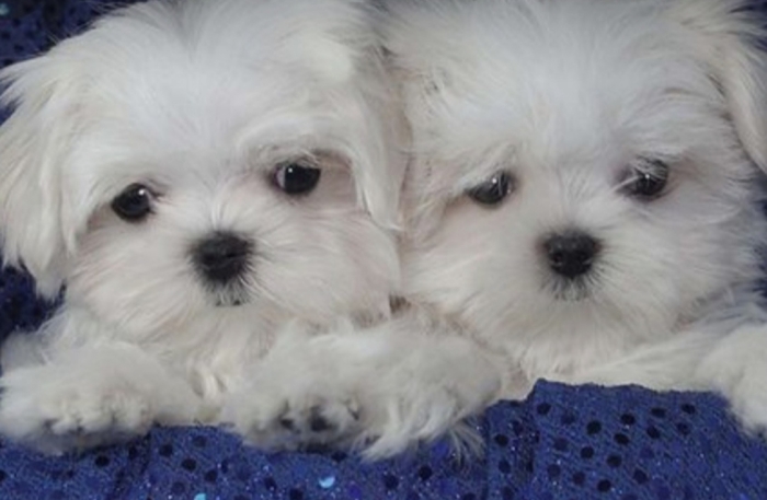 Bichon maltais a vendre