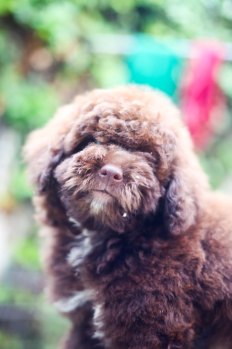 chiot femelle poodle miniature