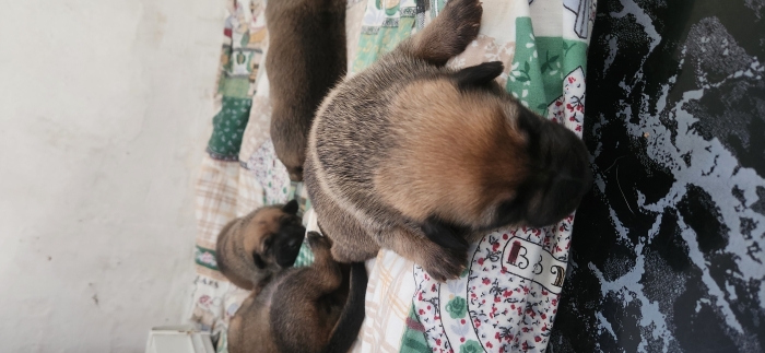 Couple malinois avec 4 chiots le tout à vendre
