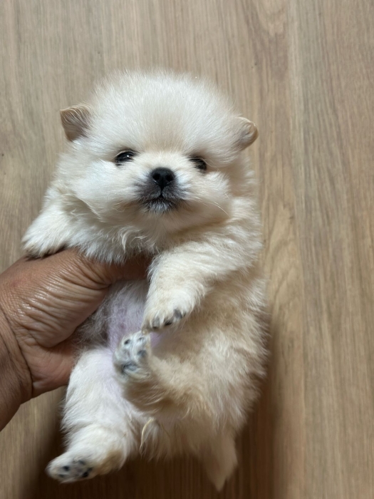 Très Beaux Chiot Spitz