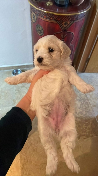 Bichons maltais 7 semaines