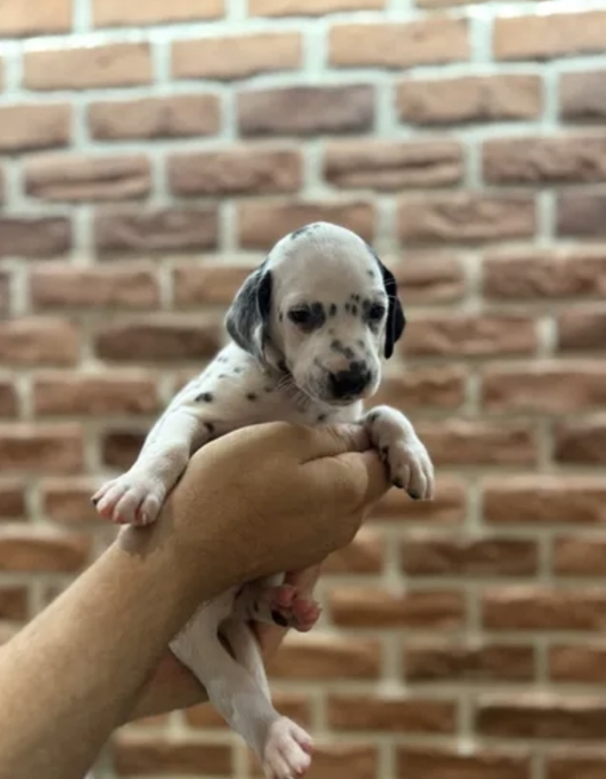 Chiots dalmatien