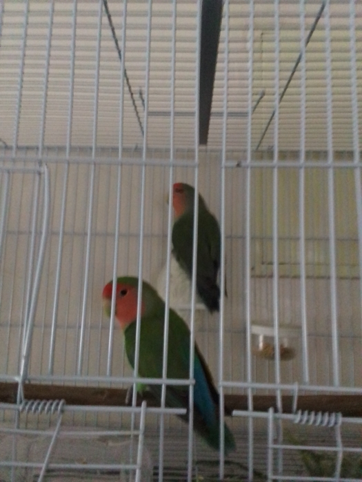 Couple inseparable roze