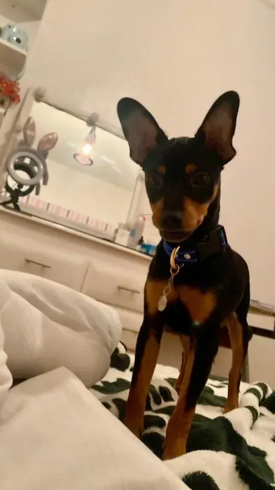 Pinscher nain ( mini doberman )