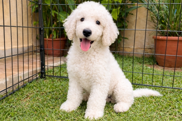 Magnifiques chiots Caniche Royal