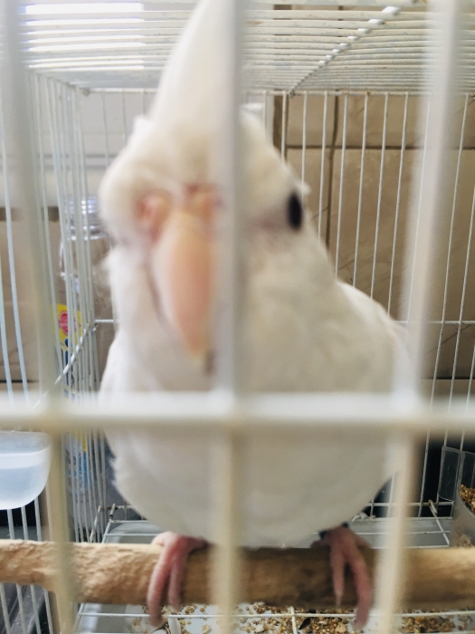 Des oiseaux bien dressé à Casablanca