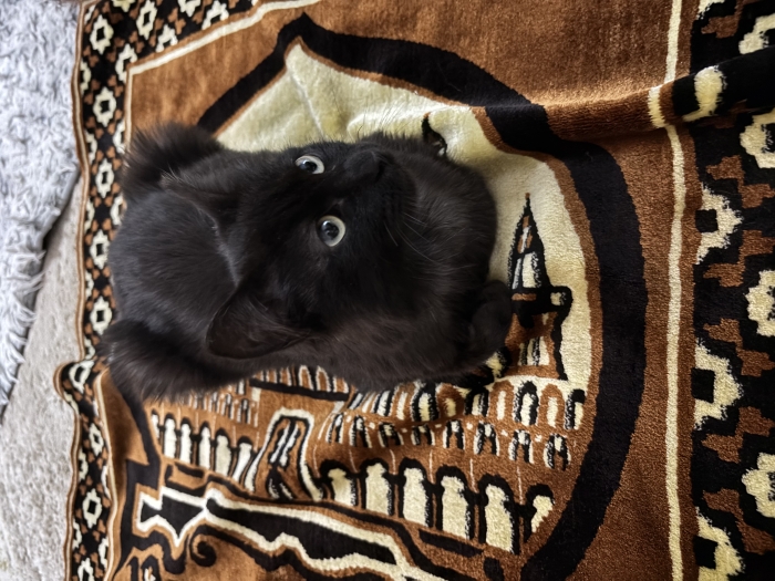 Chaton pour adoption