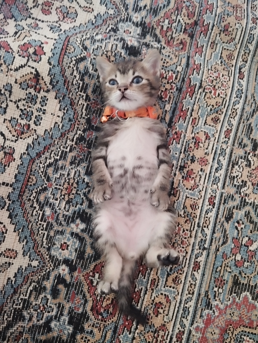 🐾 Chatons Norvégiens gratuit ! 🐾