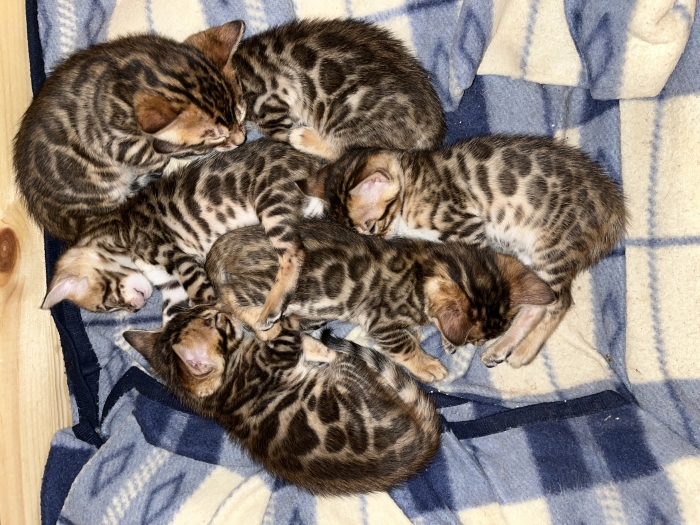 Bengal femelles disponibles