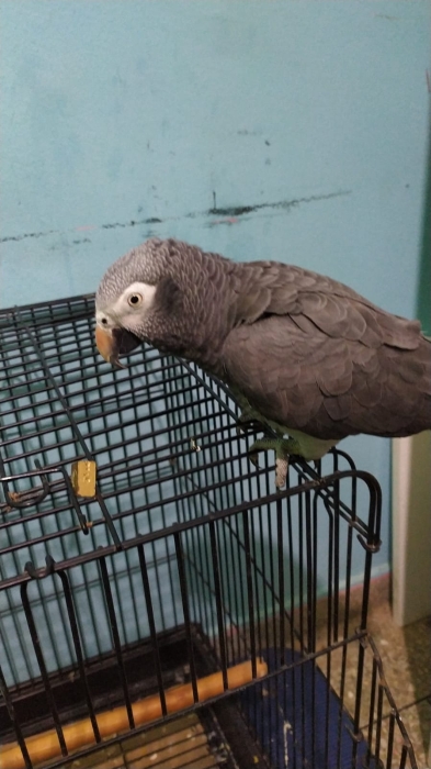 grey parrot timneh (gabon subspecie) with cage
