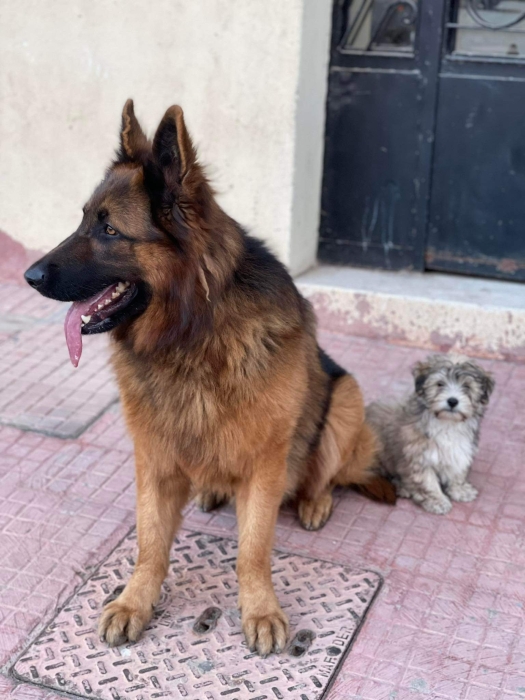 Berger allemand pour accouplemet