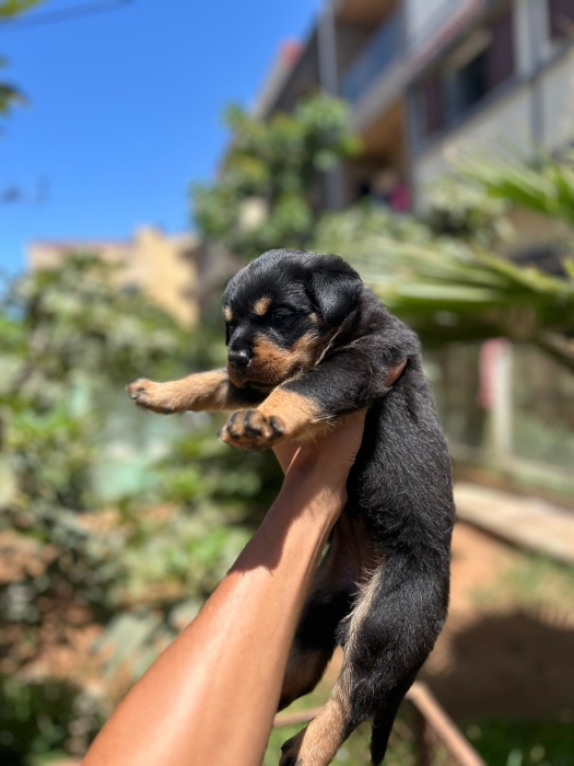 1 chiot rottweiler