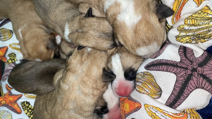 Chiot staff americain pure race