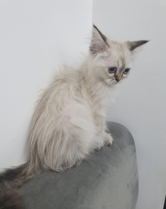 British whitesilver shorthair