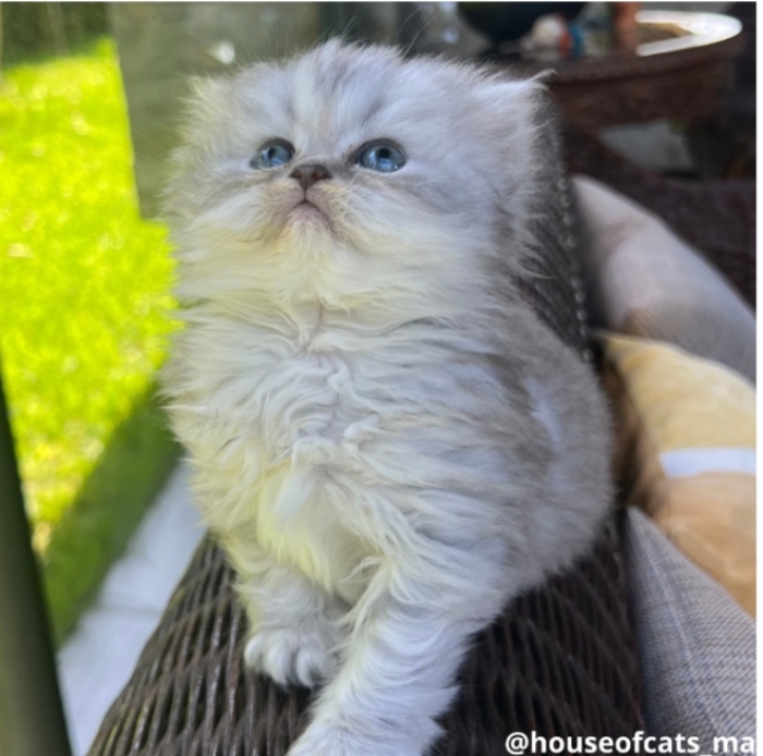 Scottish straight femelle