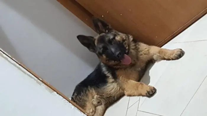 Berger allemand 6 mois