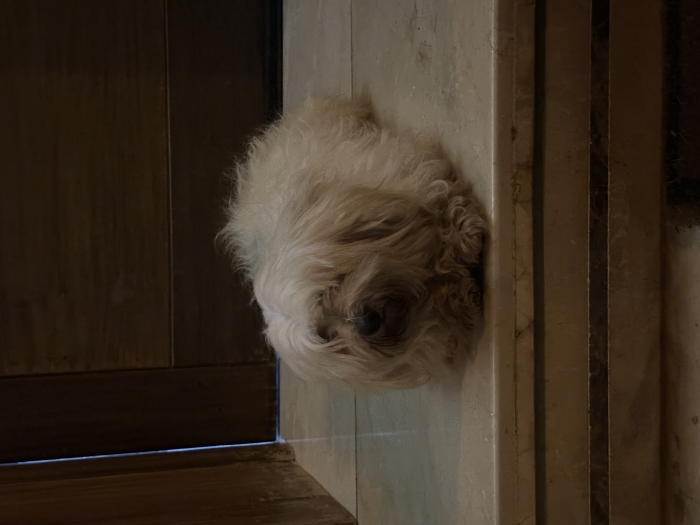 Chien bichon maltais