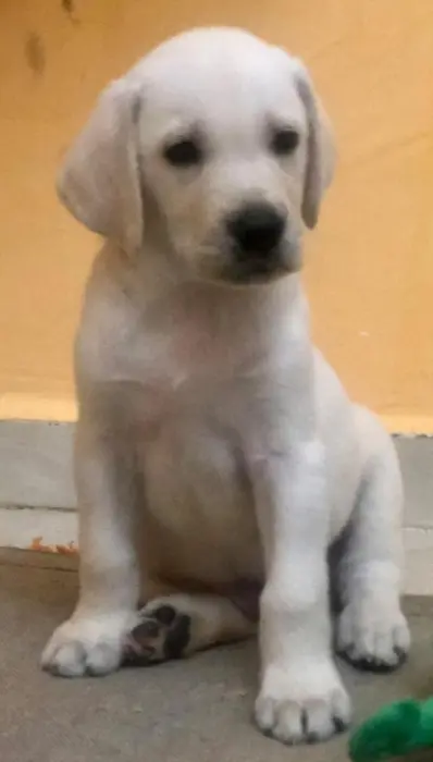 Labrador